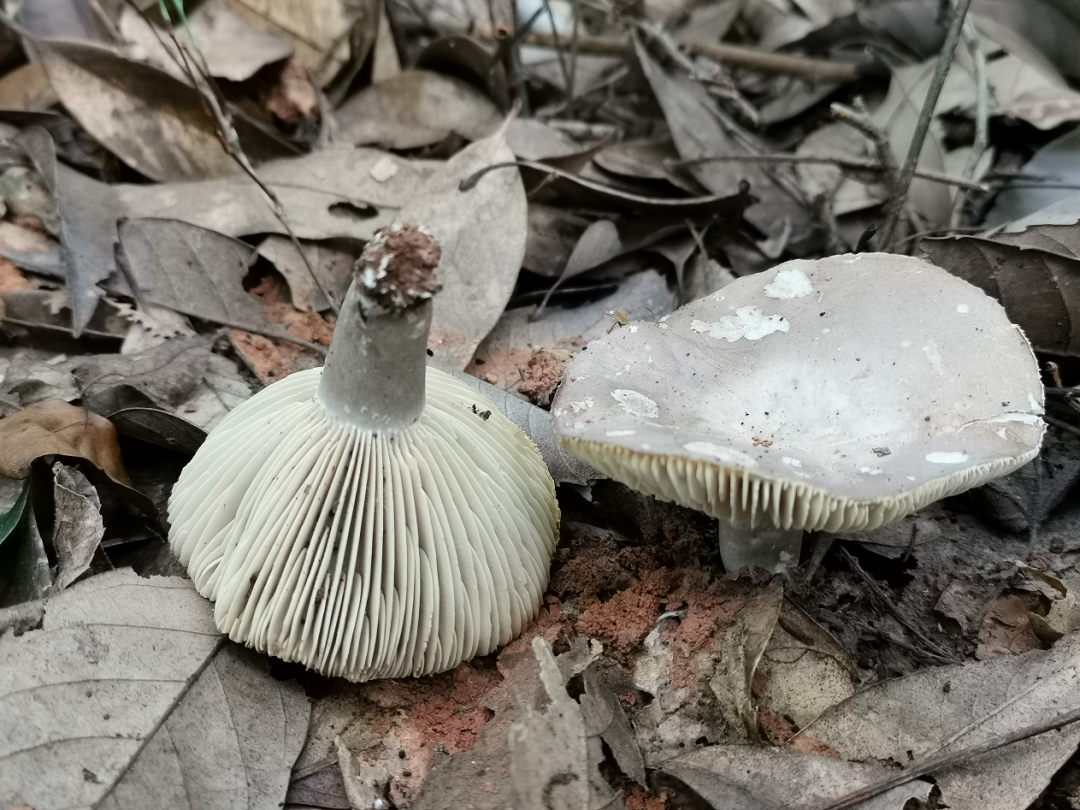 野生蘑菇探测器，探寻自然中的美食宝藏