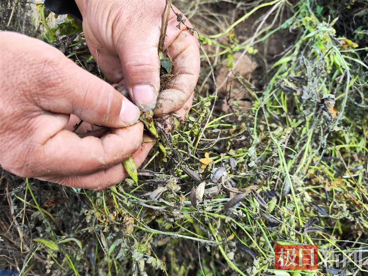 旱地药材品种的一年一收种植、管理与应用详解