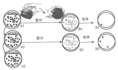 细菌培养过程，从基础到高级的技术详解