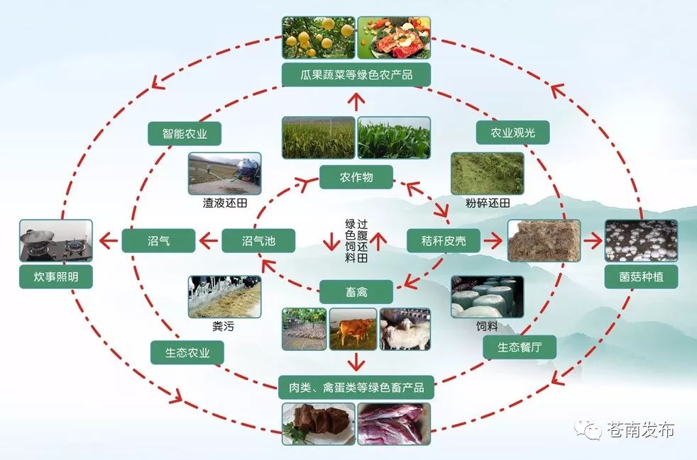 循环种植养殖一体化，农业可持续发展的创新模式探索