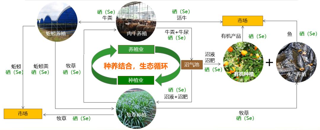 生态循环农业模式，重塑农业可持续发展的未来蓝图