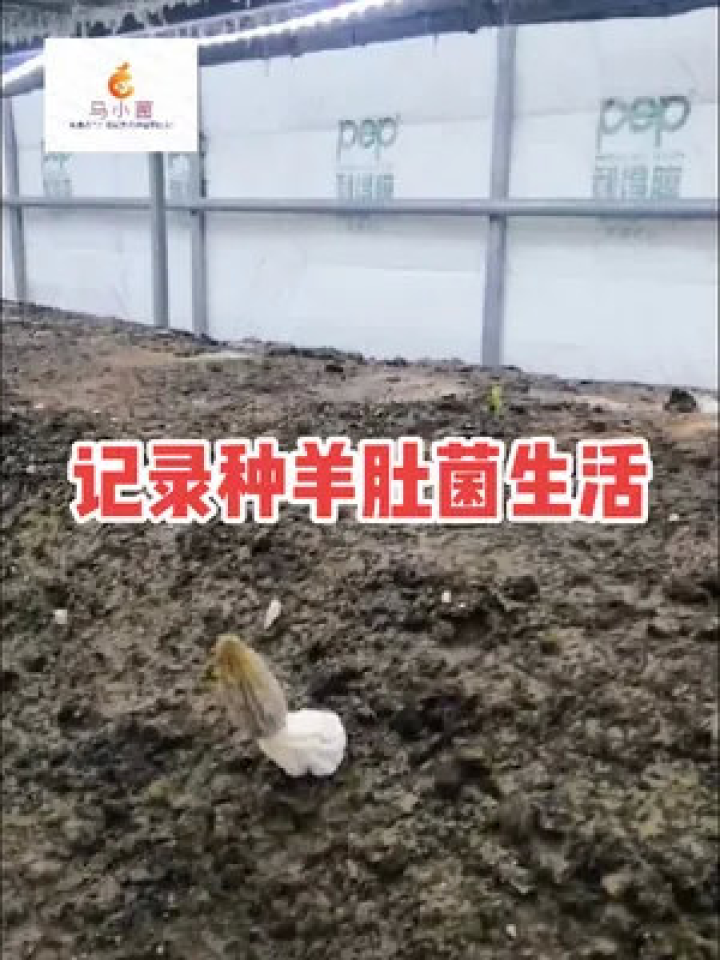 羊肚菌层架式栽培，高效种植技术与管理策略详解