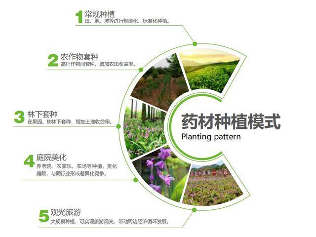 种植投资项目全方位深度解析与策略探讨