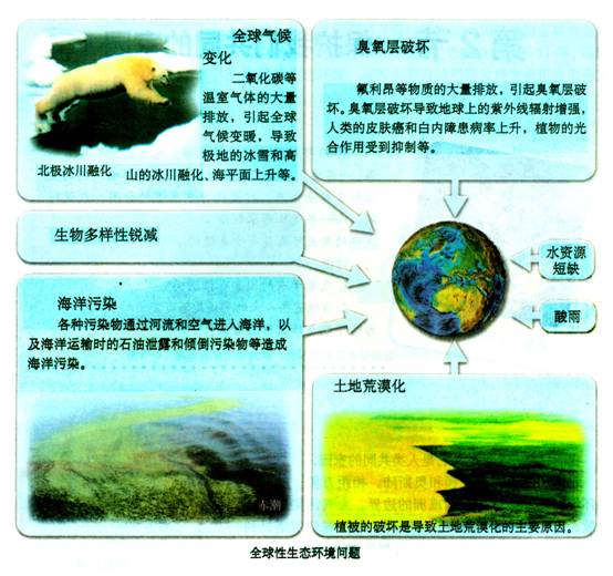 植物多样性的层次解析，从微观到宏观的生态系统探索