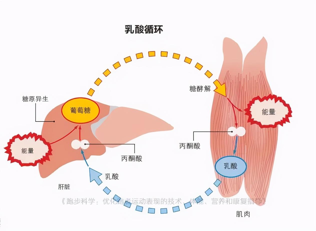 抗疲劳药物的作用机制探究