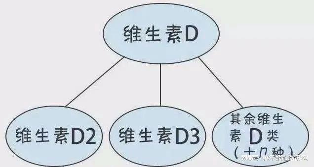 维生素D3与D2，深入了解两种维生素的差异与特性