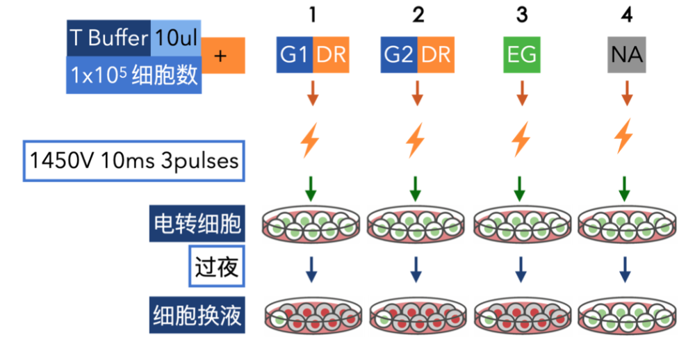 基因敲除回补实验，揭示生命奥秘的关键手段