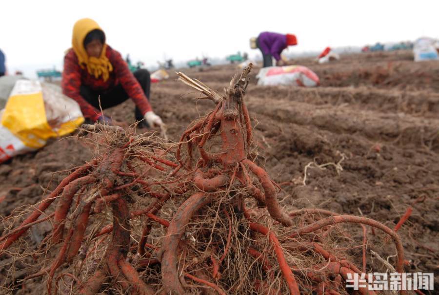 丹参最佳收获年份与种植管理策略解析