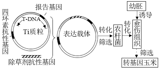 植物基因表达载体类型及其功能深度解析