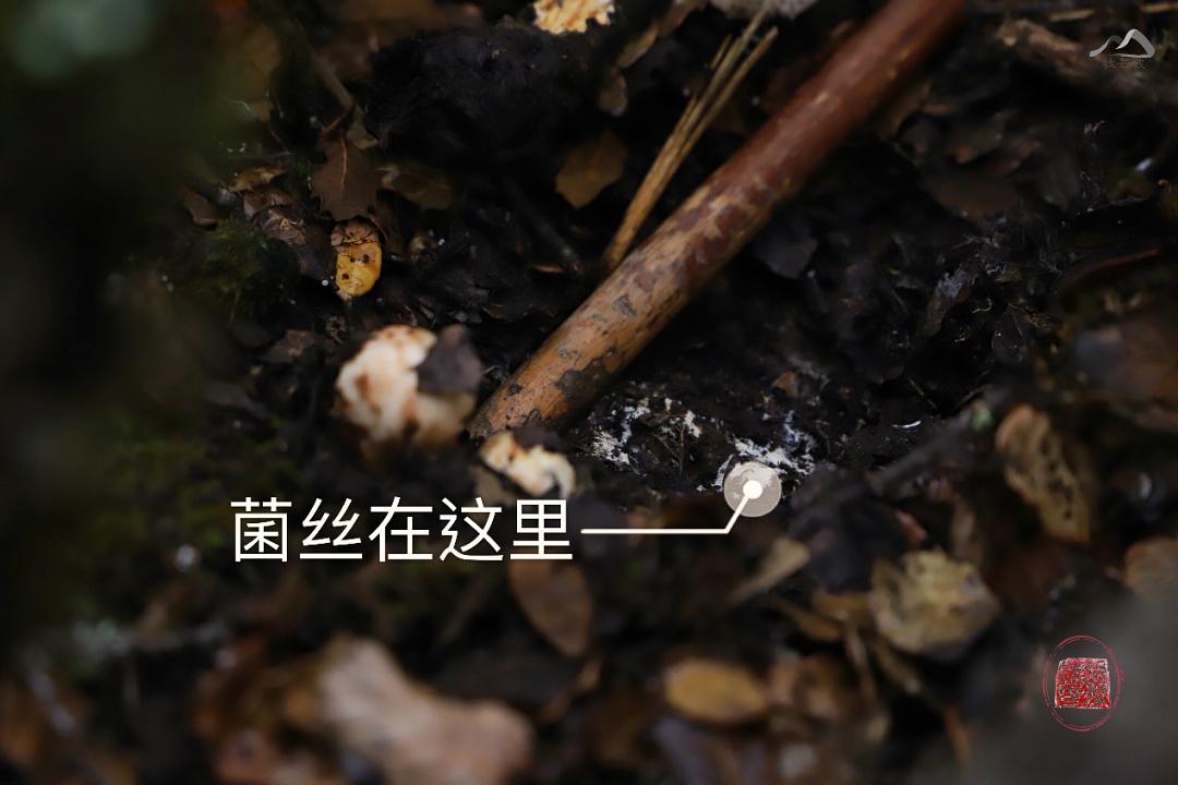 揭秘菌丝生长的时间之谜，需要多久才能长出来？