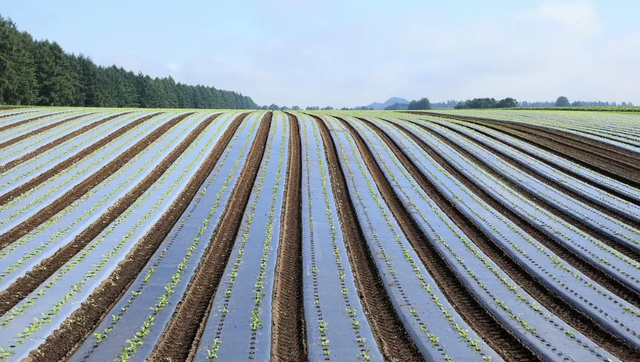 生物降解地膜，环保农业技术的深度解析