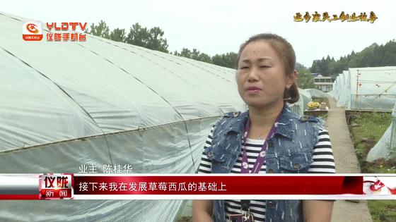 羊肚菌平棚搭建与高效种植关键技术图解