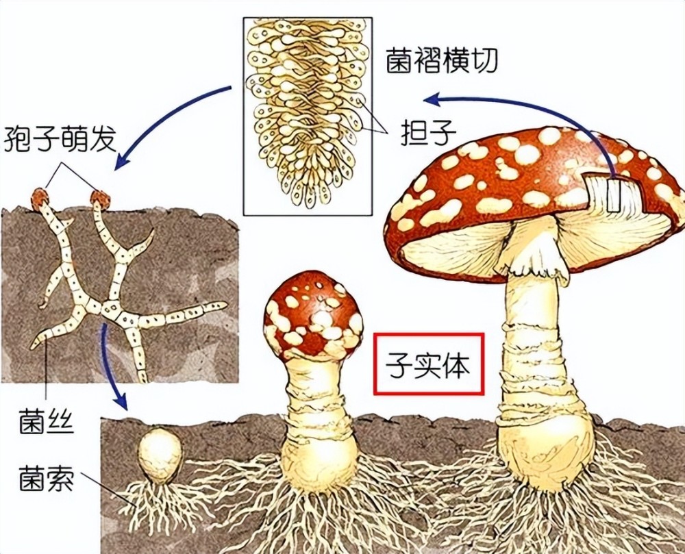 菌丝体与子实体的概念及其在生物学领域中的关键作用解析