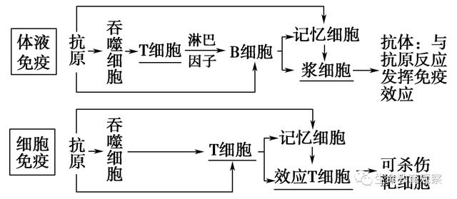 免疫调节重塑，构建免疫系统平衡与和谐之道