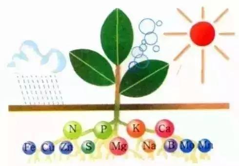 土壤微量元素详解，关键元素的角色与重要性