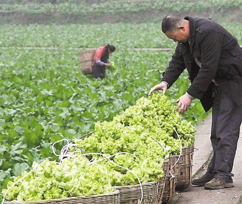 十亩地上的绿色财富，探讨农业经营模式下的种菜盈利之道