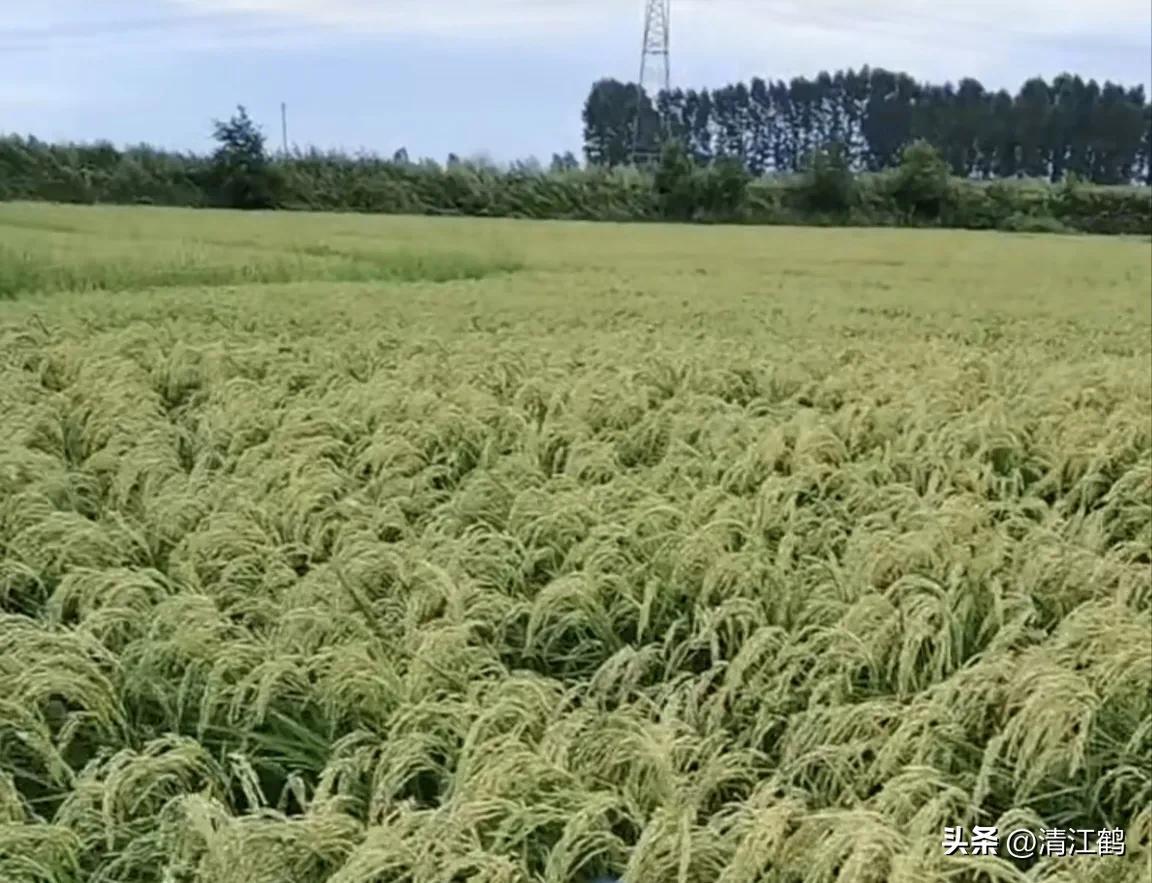 生长周期短的水稻品种研究及特性与种植优势解析