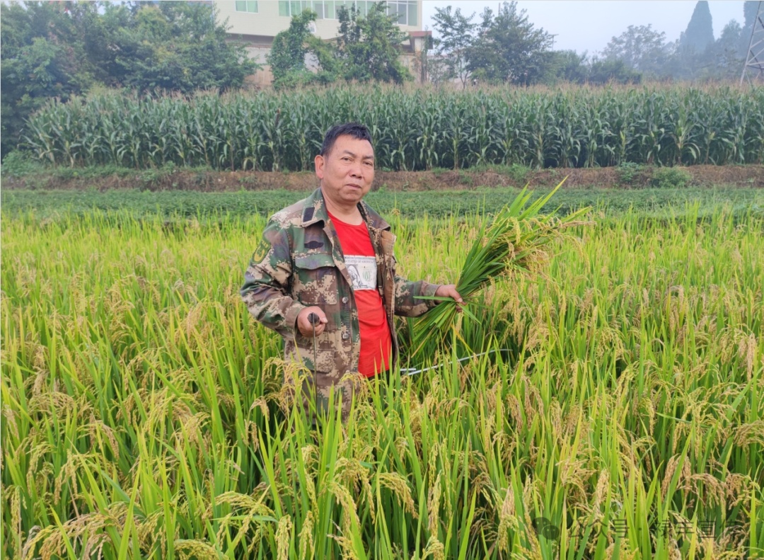 水稻测产鉴定机构，守护粮食安全的权威力量之巅