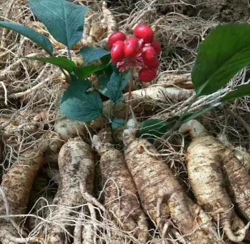 绿色财富入门，小投资种植项目解析