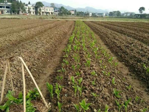 白珠种植投资成本分析，一亩地的投入与考量