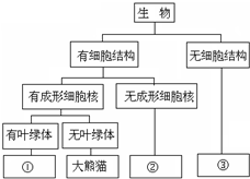 微生物世界揭秘，细菌分类一览表图