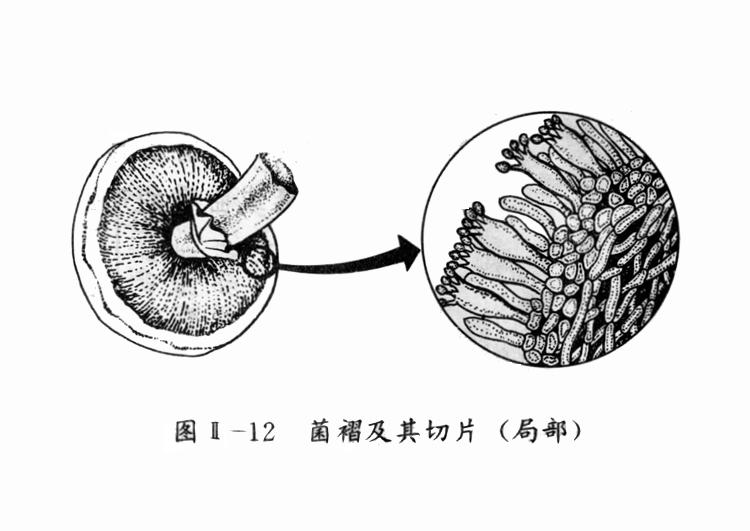 菌柄是否属于子实体？探究菌类的生物结构与特征