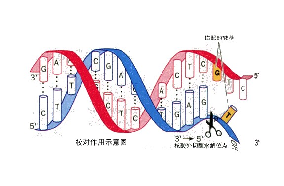 基因破译揭秘生命之源，人类探索之旅