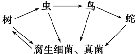 共生共荣的生态系统，生物间关系的奇妙世界