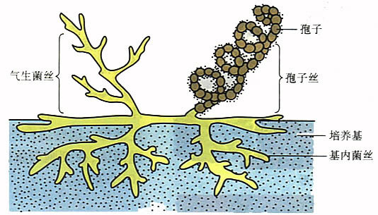 菌丝体与子实体的概念及其在生物学领域的重要性解析