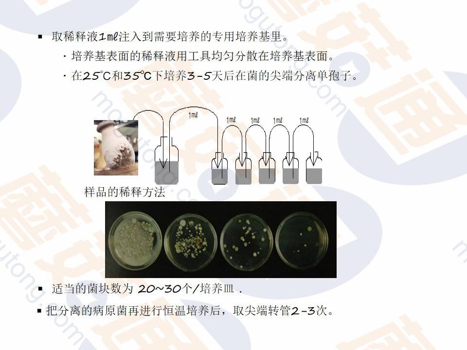 食用菌母种的制作与培养实验研究报告