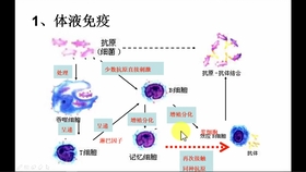 免疫调节过程揭秘，探索人体免疫系统的奥秘视频解说