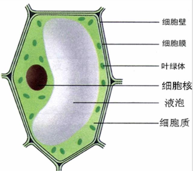 探索细胞壁的结构与功能，能否打破细胞壁的奥秘揭秘