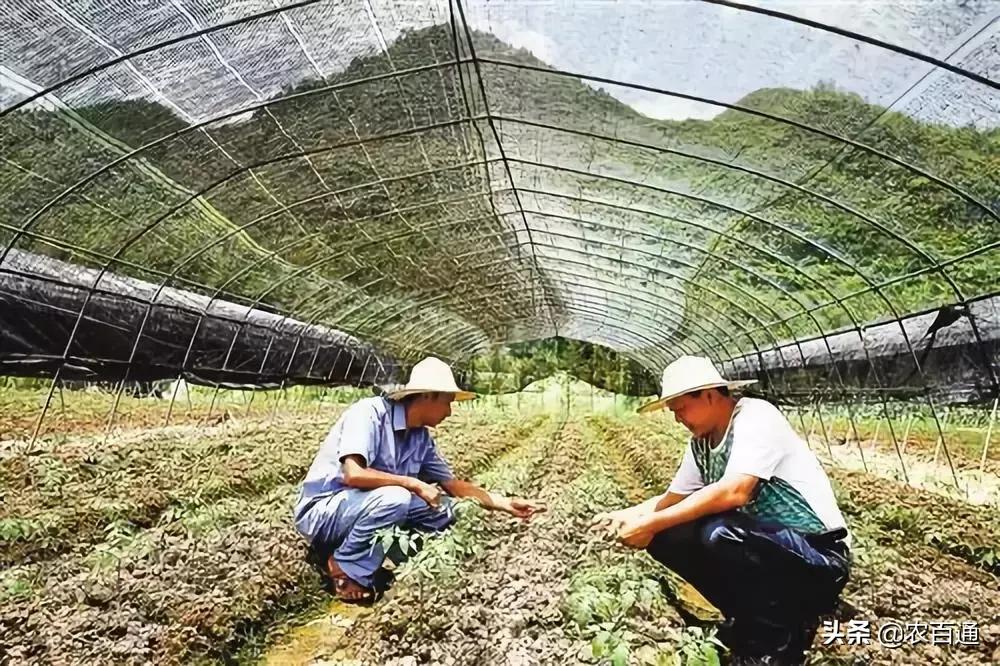 智能化农田害虫检测系统，开启农业新篇章