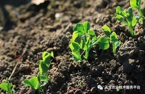 土壤酸碱度解析，pH值对植物生长的关键影响