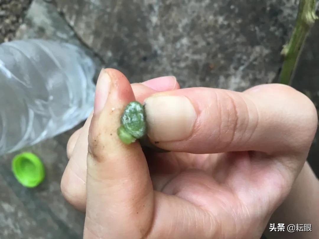 细菌性植物病害防治策略与方法详解