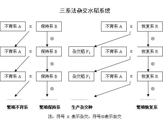 基因改良与转基因的区别，生物技术两大概念的深度解析