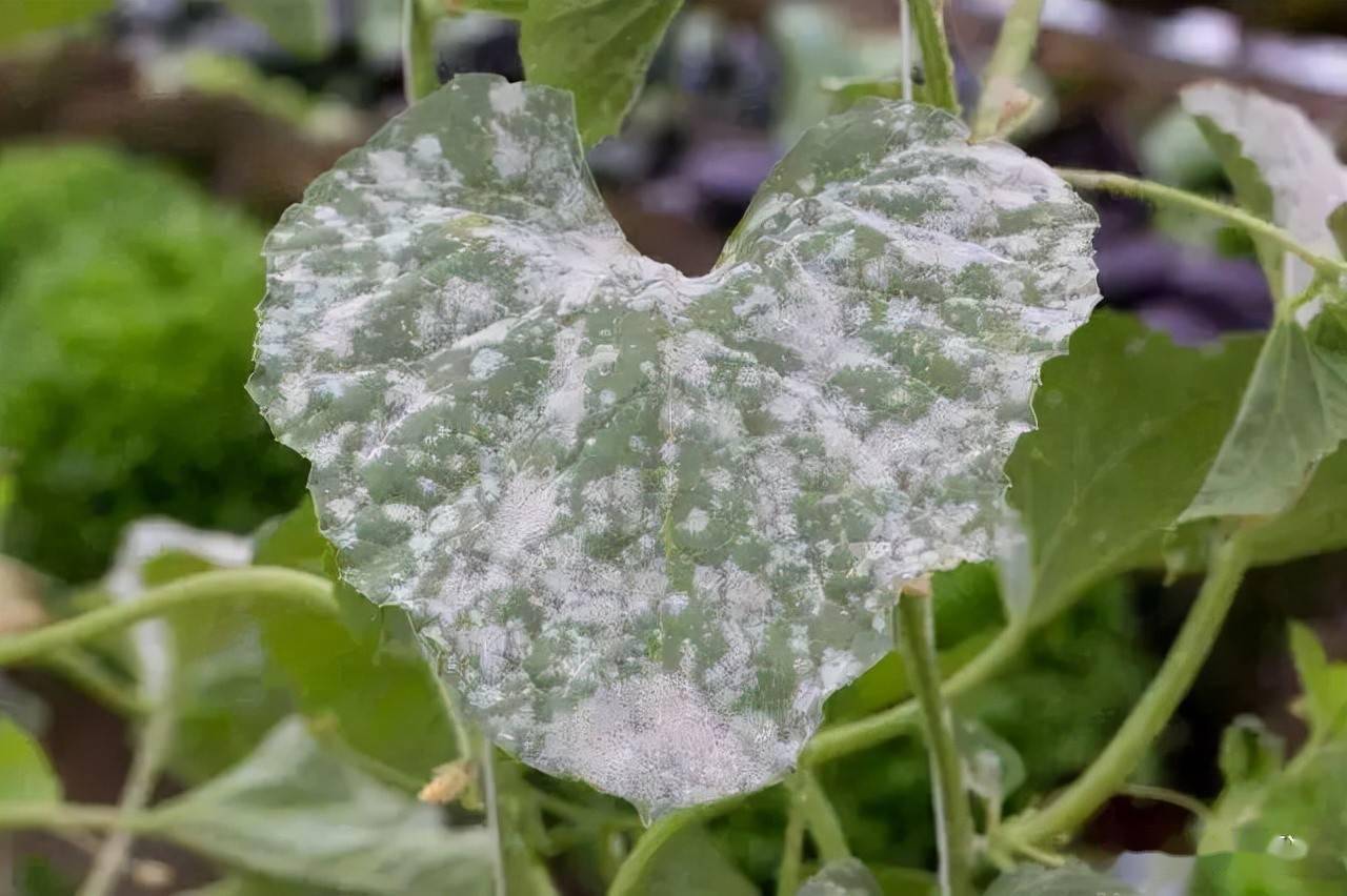 植物病害防治策略，常见病害解析与防治方法