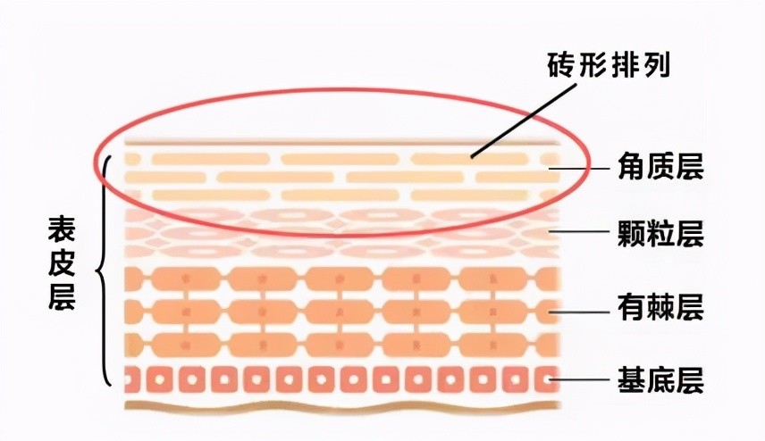 2024年11月25日 第11页