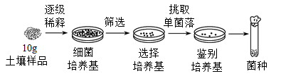 筛选菌种的四个步骤详解