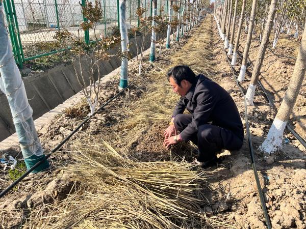 食用菌室内种植指南，打造绿色生态食用真菌园地