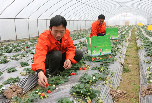 中国大棚种植历史的演变与农业科技的传承之路