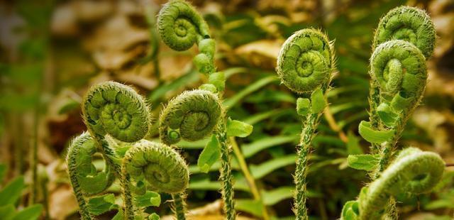 孢子植物的多样性与奥秘，探索一个神秘的世界