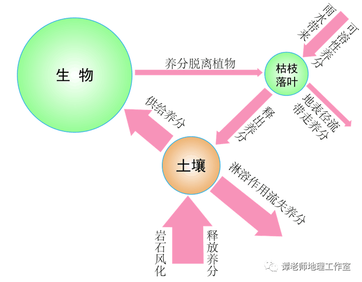 营养循环图，揭示人体营养吸收与循环的奥秘