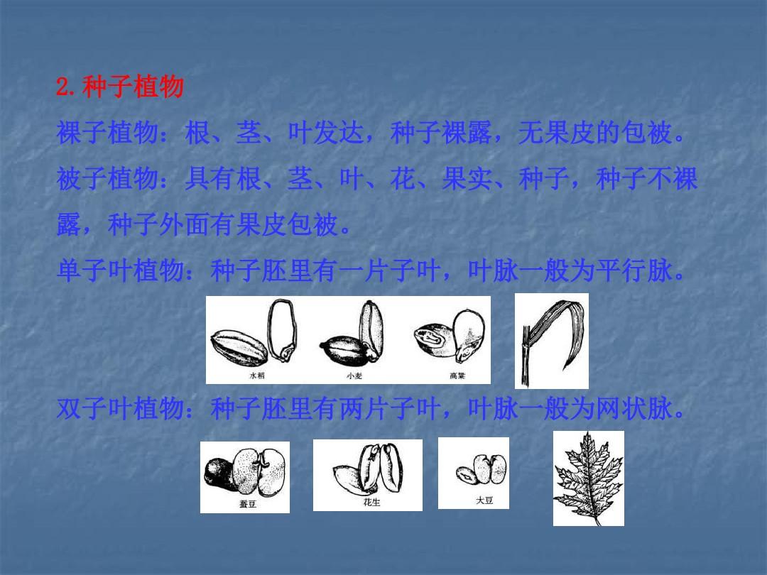 子实体名词在植物学领域的应用解析与理解