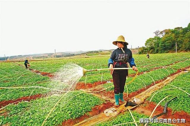 肥料使用指南，方法与注意事项全解析