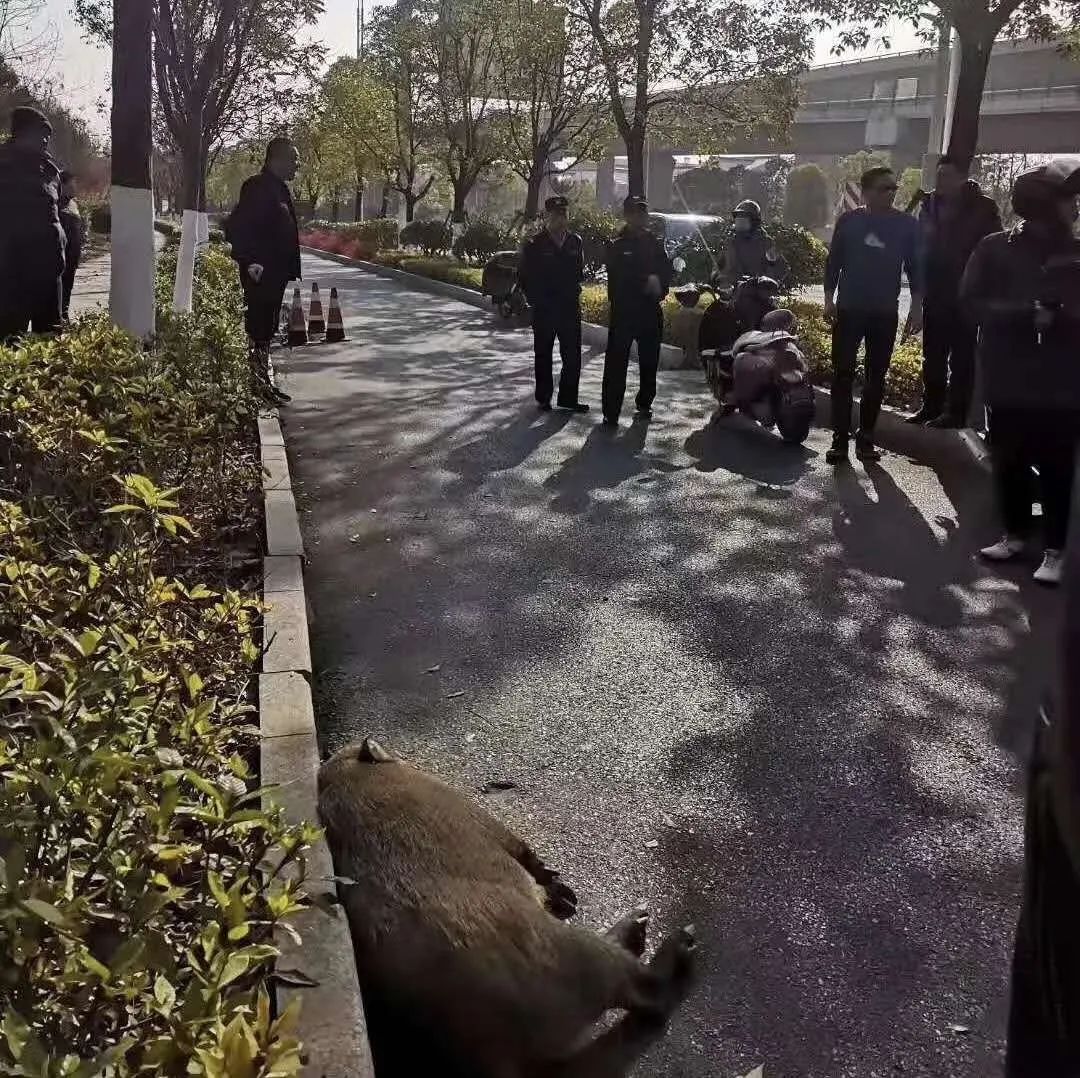 南京地铁隧道内野猪出没，紧急应对背后的原因揭秘