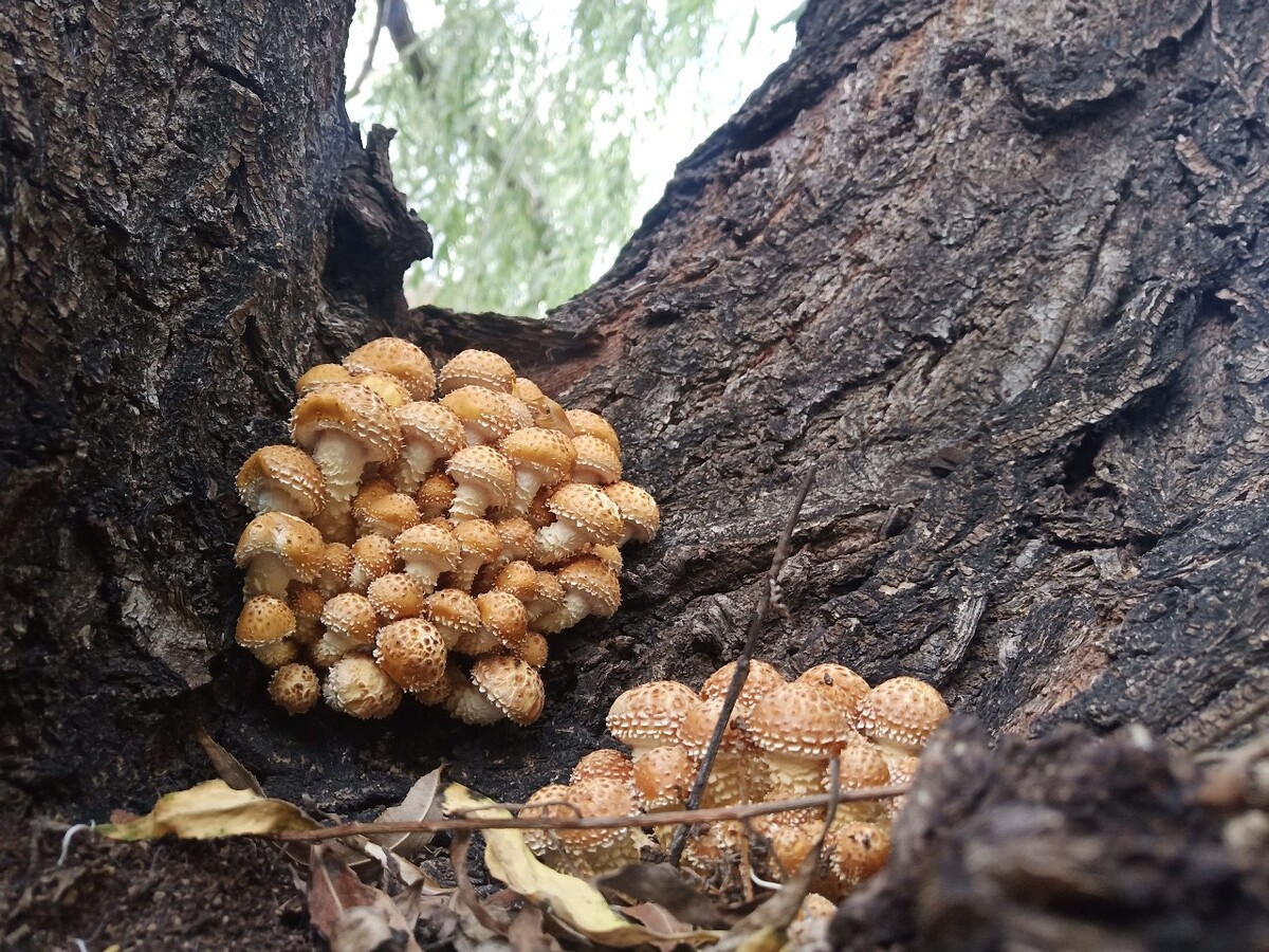 柳树下的蘑菇世界，品种繁多的柳树蘑菇探秘