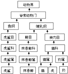 孢子植物繁殖揭秘，生命的奇妙奥秘探索