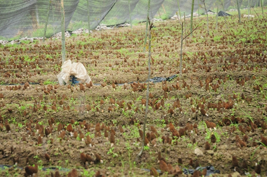 羊肚菌野生种植方法及图片教程详解