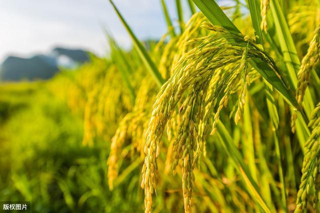 现代节水灌溉技术三大核心，滴灌、喷灌与地下灌溉技术概述